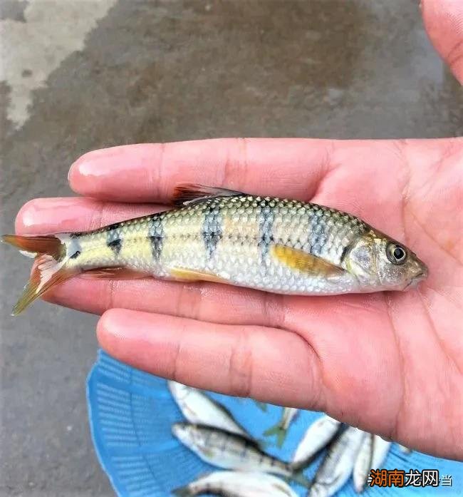 如果被黄辣丁扎手了会不会中毒吗 黄辣丁有毒吗