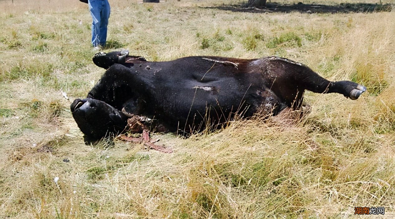 美国屠牛事件是外星人干的还是人为的 外星人屠牛事件真假