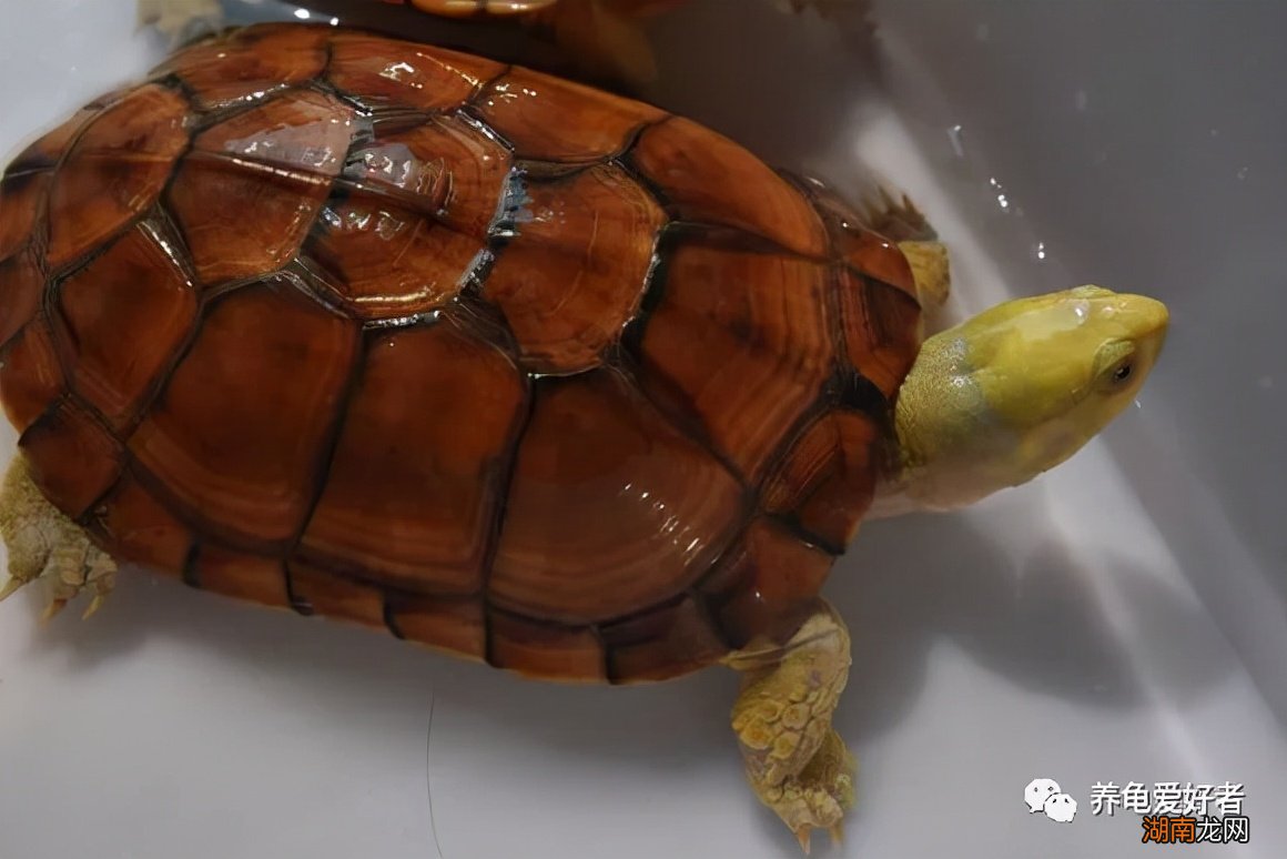 乌龟用uvb灯和晒背灯哪个好 uvb灯是什么灯