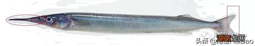 马步鱼学名叫什么怎么做才能好吃 马步鱼是什么鱼