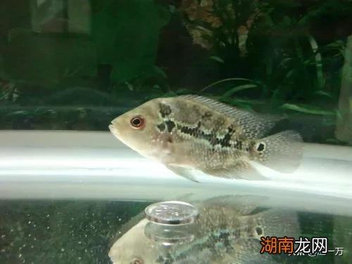 新手饲养罗汉鱼需要注意的几个小常识 罗汉鱼好养吗