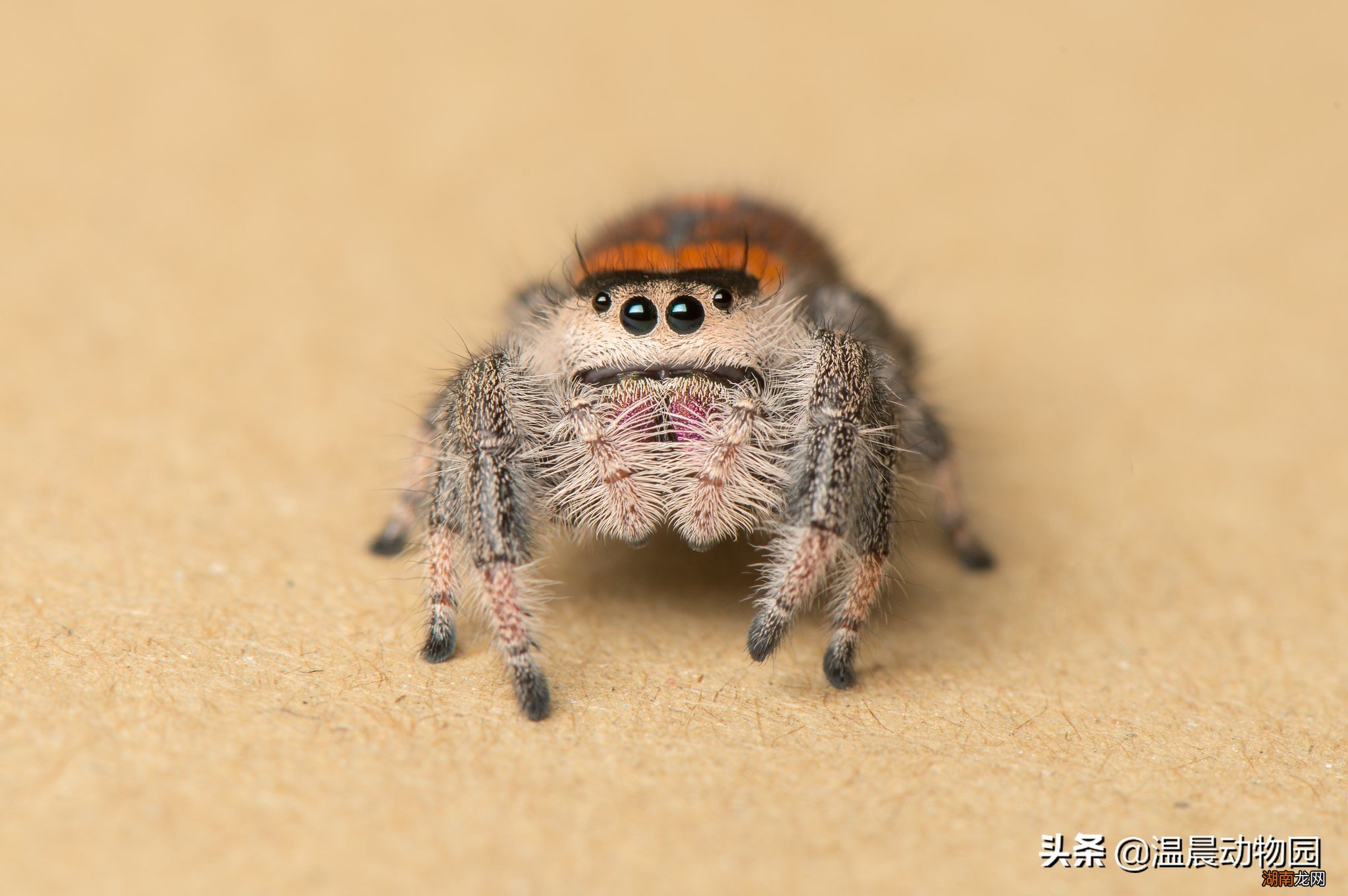 跳蛛的饲养方法跟捕鸟蛛一样吗 跳蛛有毒吗怎么养