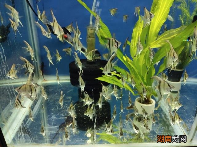 深井水养鱼处理硬度需要注意什么 井水可以直接养鱼吗