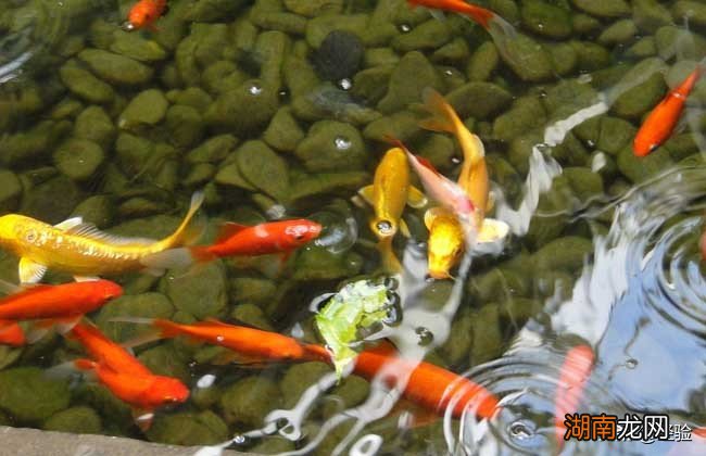 锦鲤最爱吃的食物都有哪些 锦鲤吃什么食物有哪些