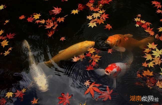 锦鲤最爱吃的食物都有哪些 锦鲤吃什么食物有哪些