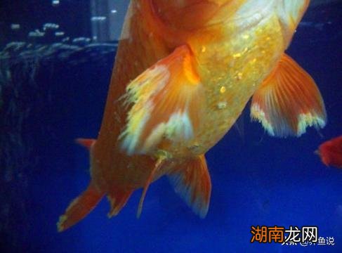 观赏鱼鱼鳍烂了的病因和应对方法 银龙鱼烂尾烂鳍怎么办