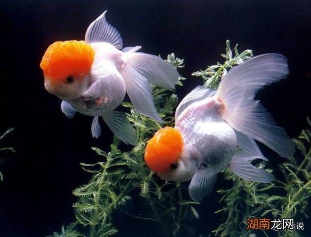 观赏鱼鱼鳍烂了的病因和应对方法 银龙鱼烂尾烂鳍怎么办