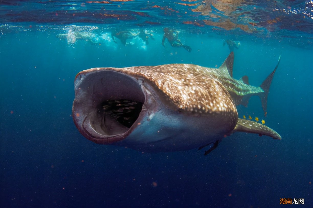 简介鲨鱼究竟能长多大有多重 一般情况下鲨鱼有多大
