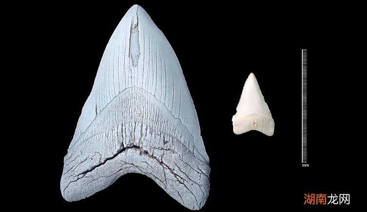 简介鲨鱼究竟能长多大有多重 一般情况下鲨鱼有多大