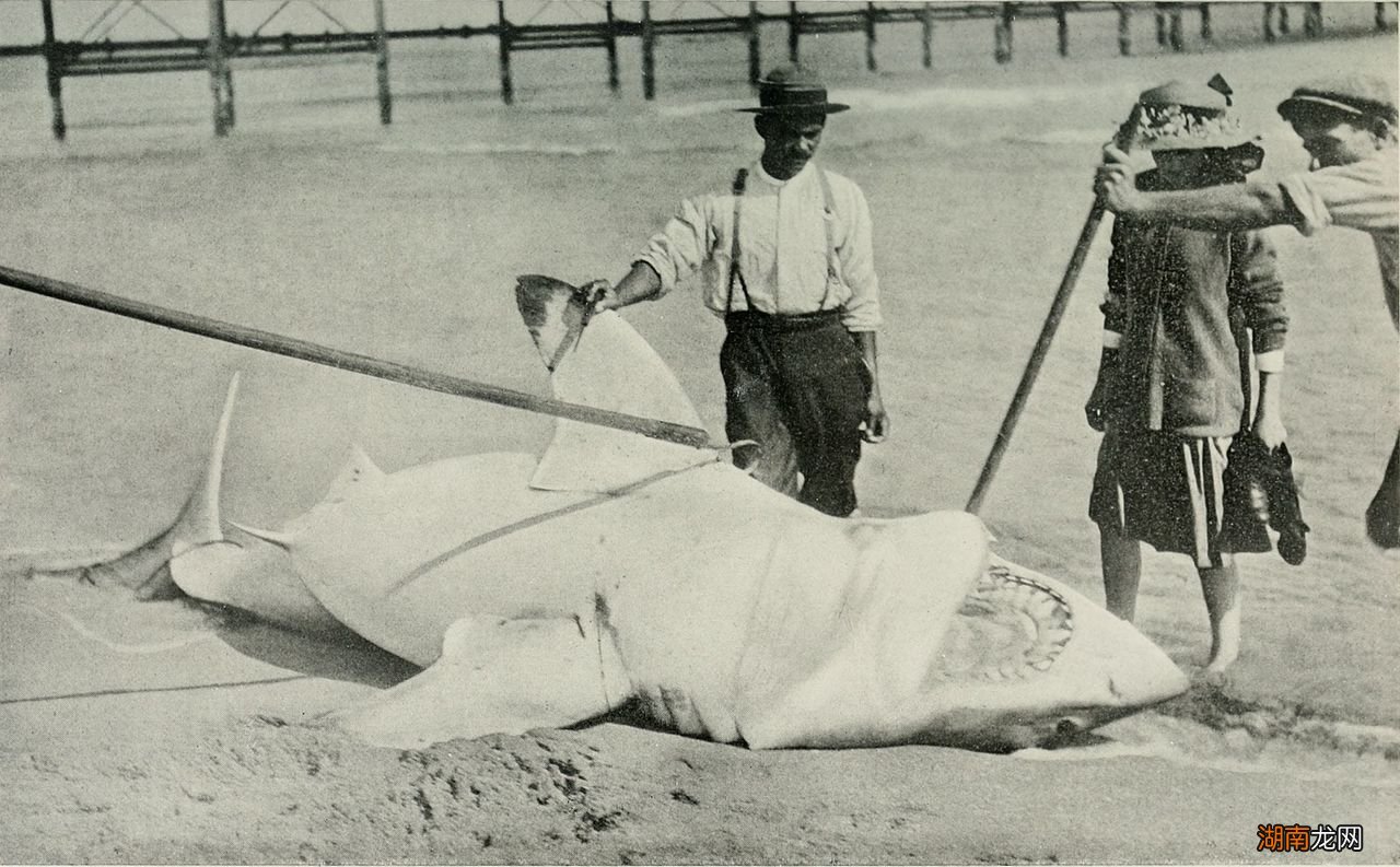 简介鲨鱼究竟能长多大有多重 一般情况下鲨鱼有多大