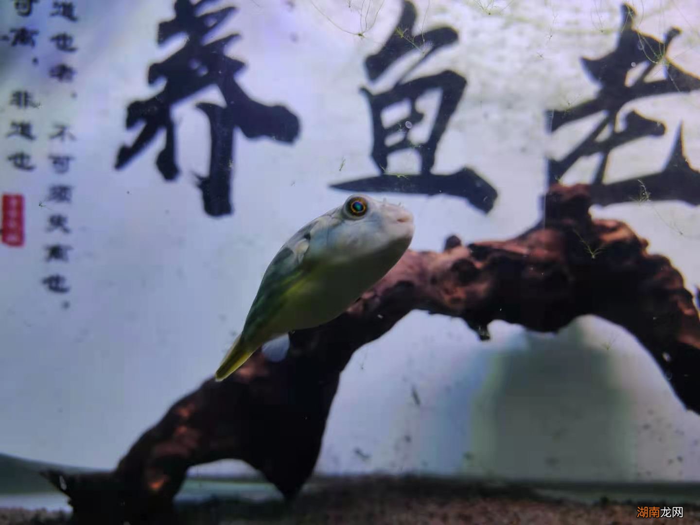 为什么鱼体表有大量气泡 鱼身上有一层氧气泡怎么回事