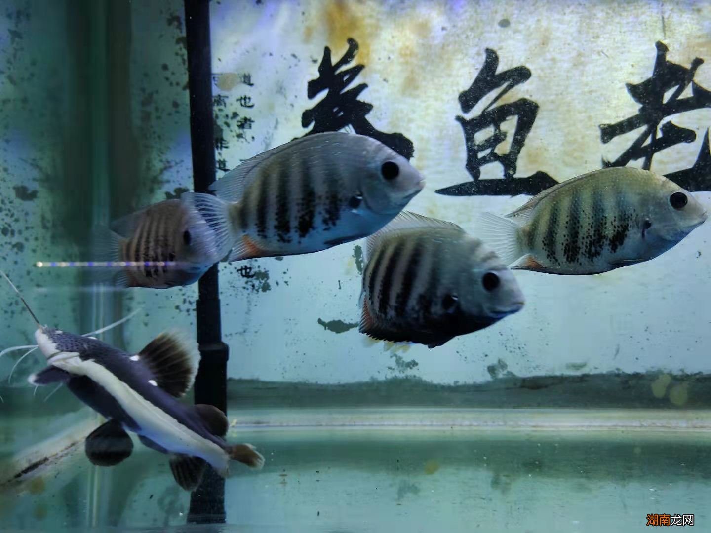 为什么鱼体表有大量气泡 鱼身上有一层氧气泡怎么回事