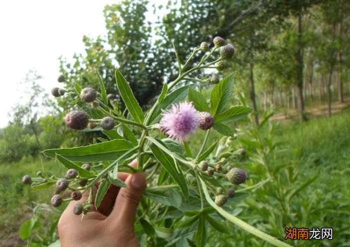 盘点适合做青团的几种野草 清明时青团用什么草做的好吃