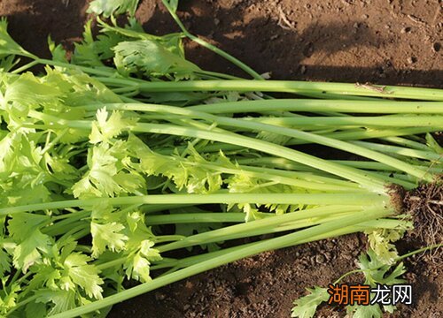 欧芹味道接近香菜还是芹菜