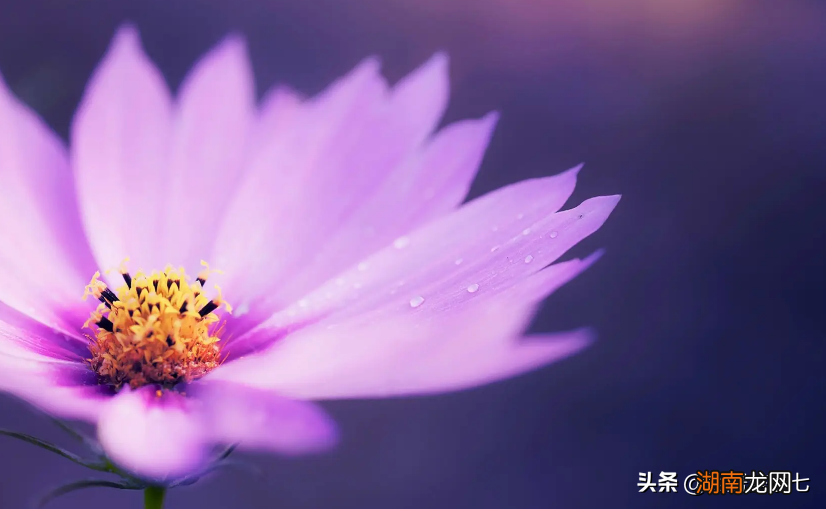 分手后会对前任念念不忘的星座 想念前任发狂的星座男