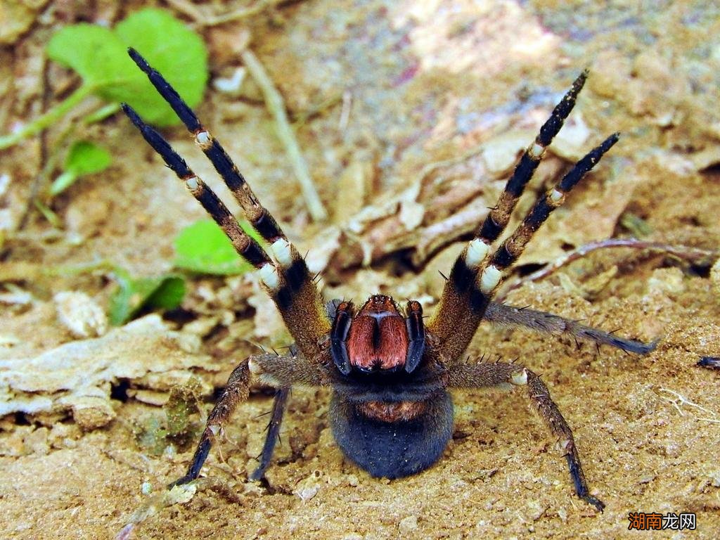 巴西游走蛛的毒液有什么作用 巴西漫游蜘蛛长什么样