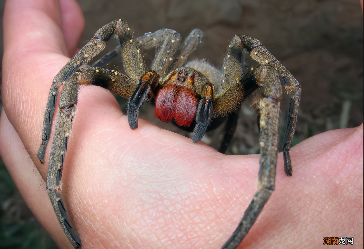 巴西游走蛛的毒液有什么作用 巴西漫游蜘蛛长什么样