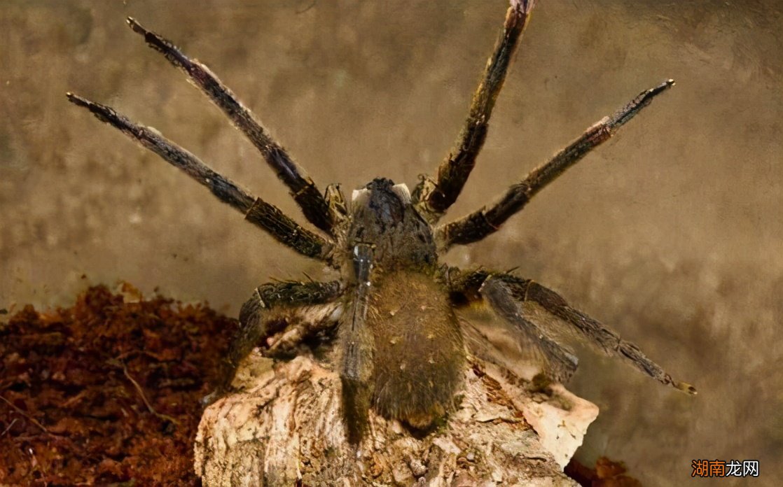 巴西游走蛛的毒液有什么作用 巴西漫游蜘蛛长什么样