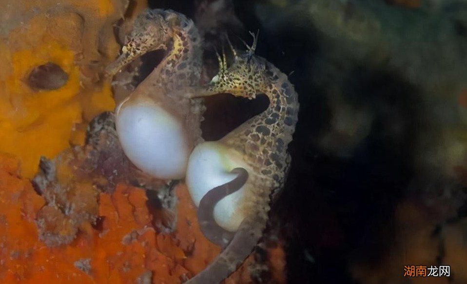 海洋生物海马为什么像马却属于鱼类的一种 海马是鱼吗