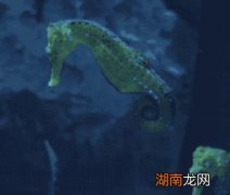 海洋生物海马为什么像马却属于鱼类的一种 海马是鱼吗