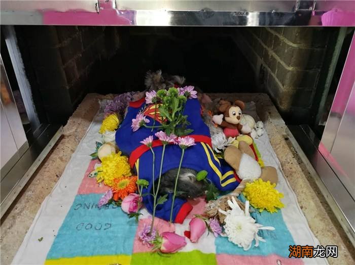 猫咪死了之后怎么处置比较合适 猫咪死后埋在哪里好