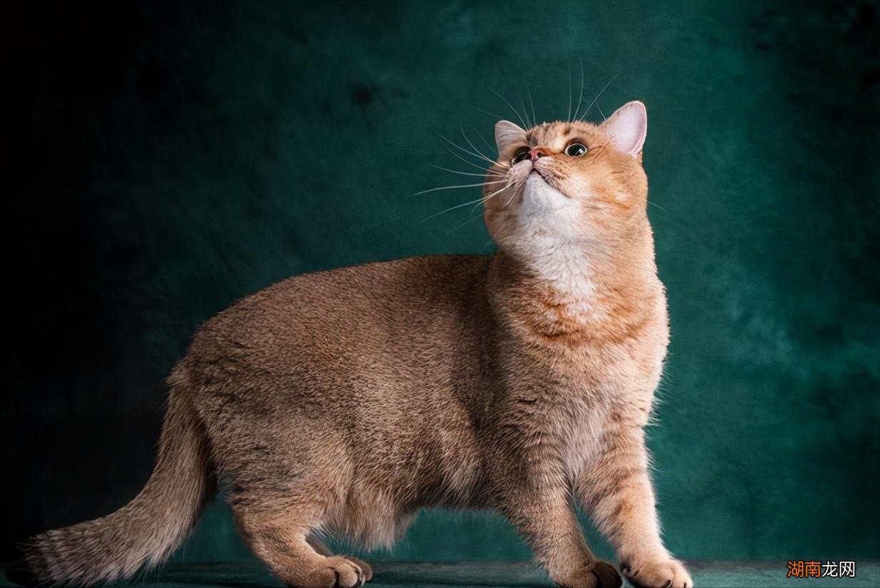 金渐层的毛色和价格有什么关系 金渐层越黑越不值钱吗