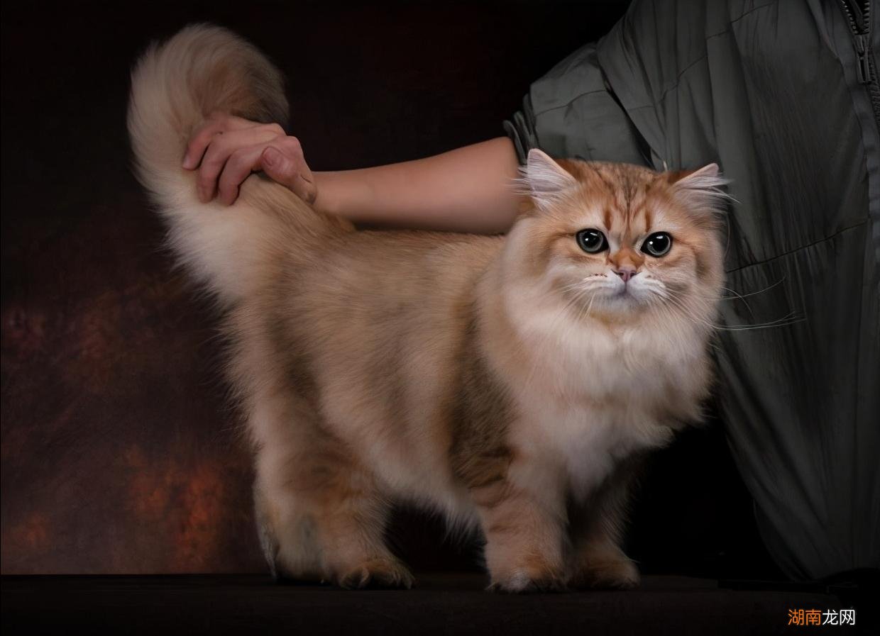 金渐层的毛色和价格有什么关系 金渐层越黑越不值钱吗