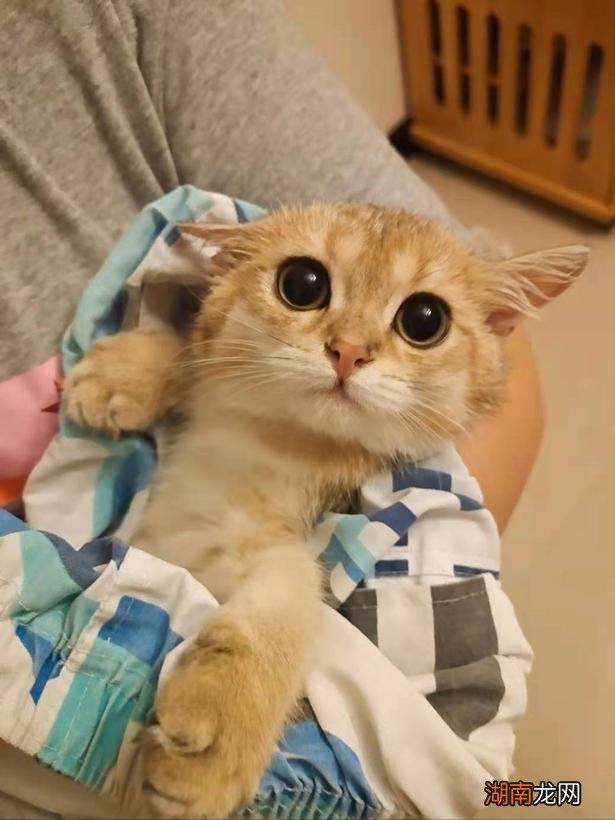 金渐层的毛色和价格有什么关系 金渐层越黑越不值钱吗