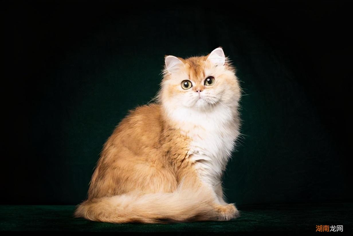 金渐层的毛色和价格有什么关系 金渐层越黑越不值钱吗