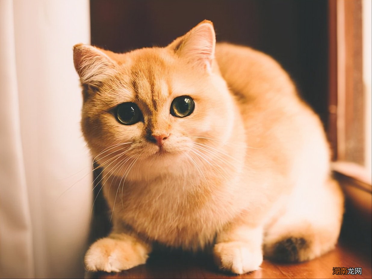 金渐层的毛色和价格有什么关系 金渐层越黑越不值钱吗