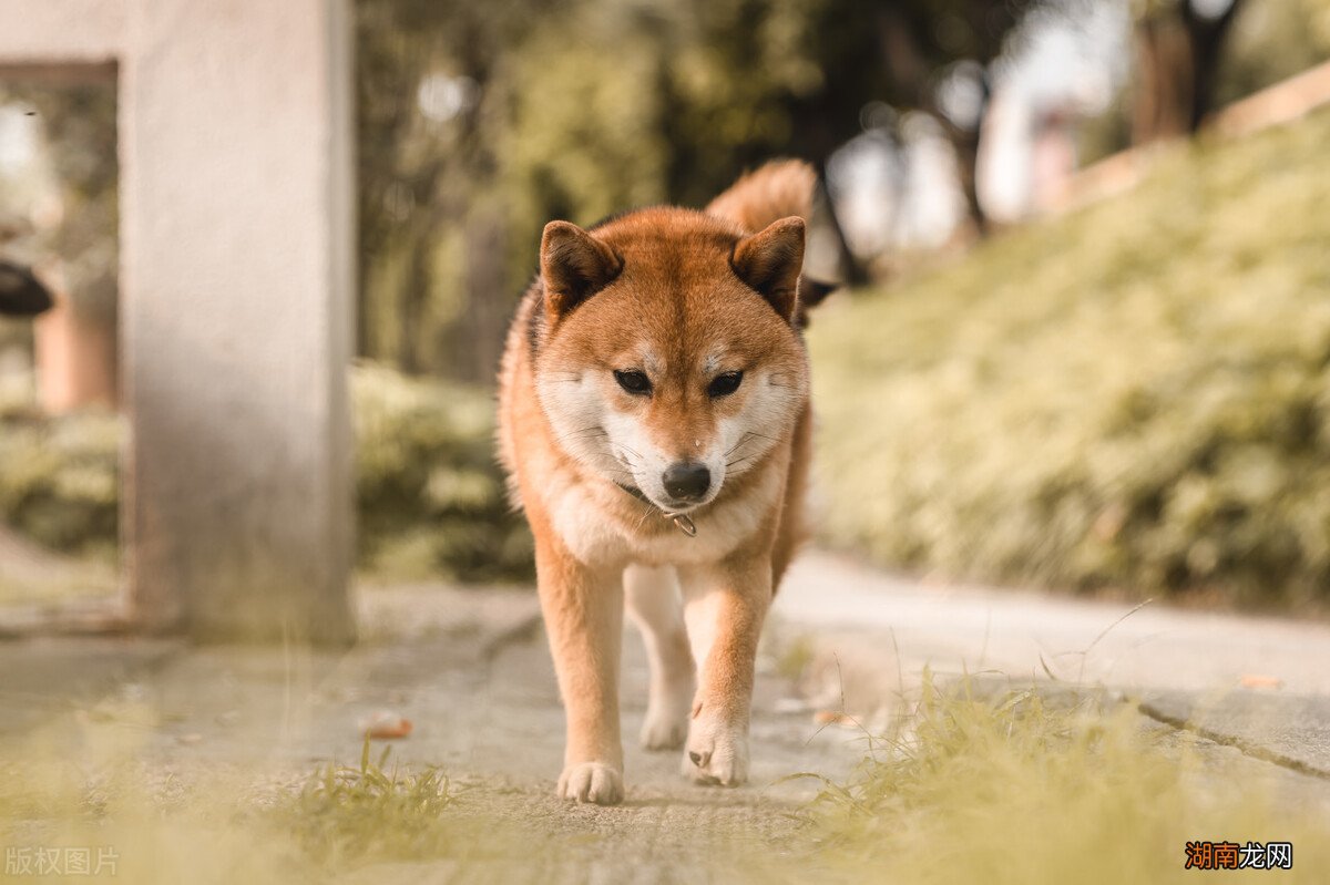 狗狗吃屎的几个原因,怎么解决 狗为什么喜欢吃屎