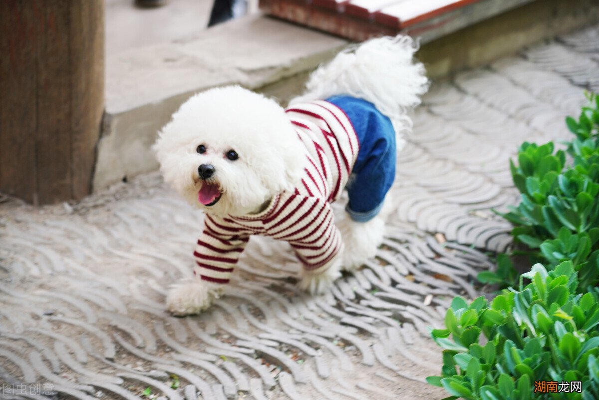 狗狗吃屎的几个原因,怎么解决 狗为什么喜欢吃屎