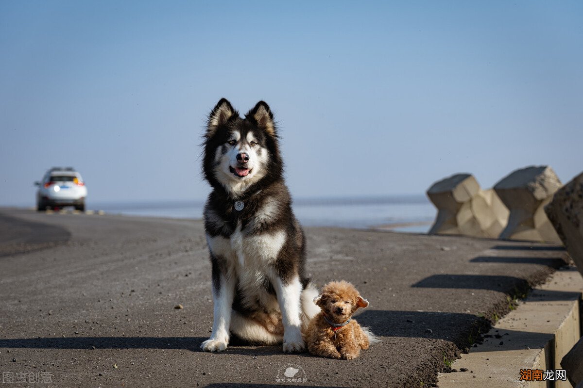 狗狗吃屎的几个原因,怎么解决 狗为什么喜欢吃屎