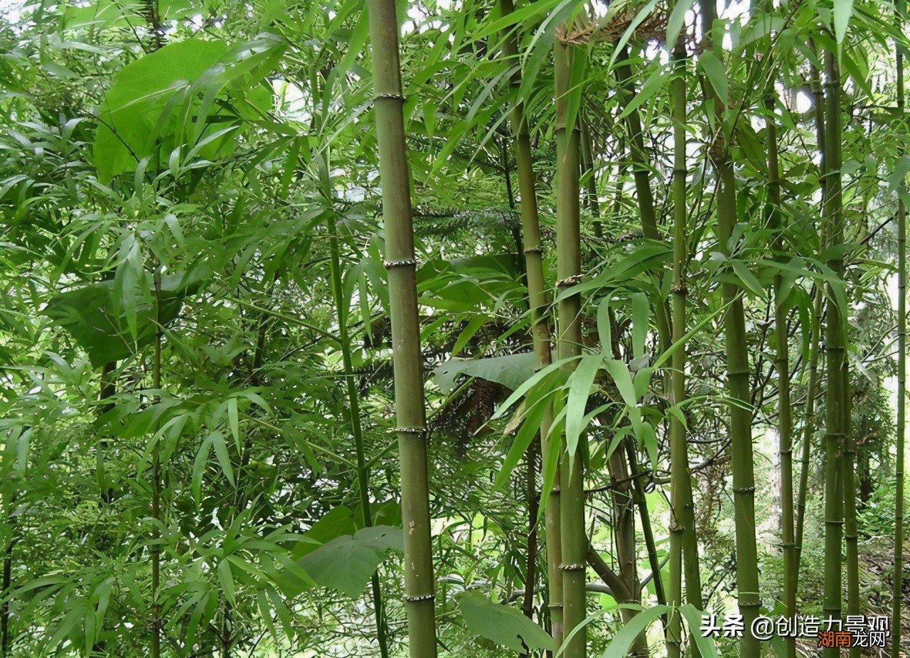 家门前种竹子影响风水的讲究禁忌 门前种竹子风水好不好