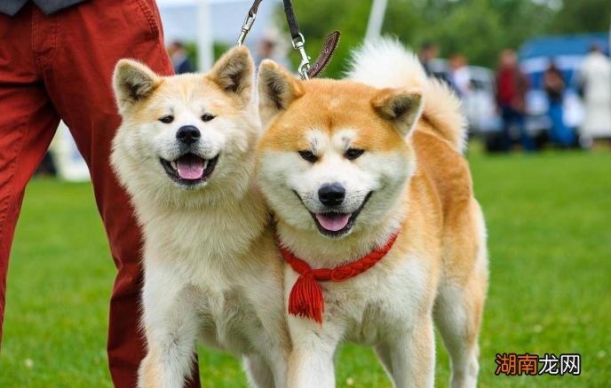 家养秋田犬有什么好处和坏处 秋田犬的优缺点及适合人群