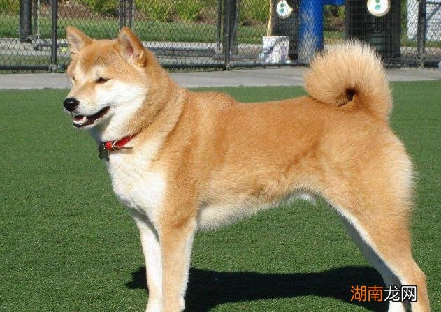家养秋田犬有什么好处和坏处 秋田犬的优缺点及适合人群