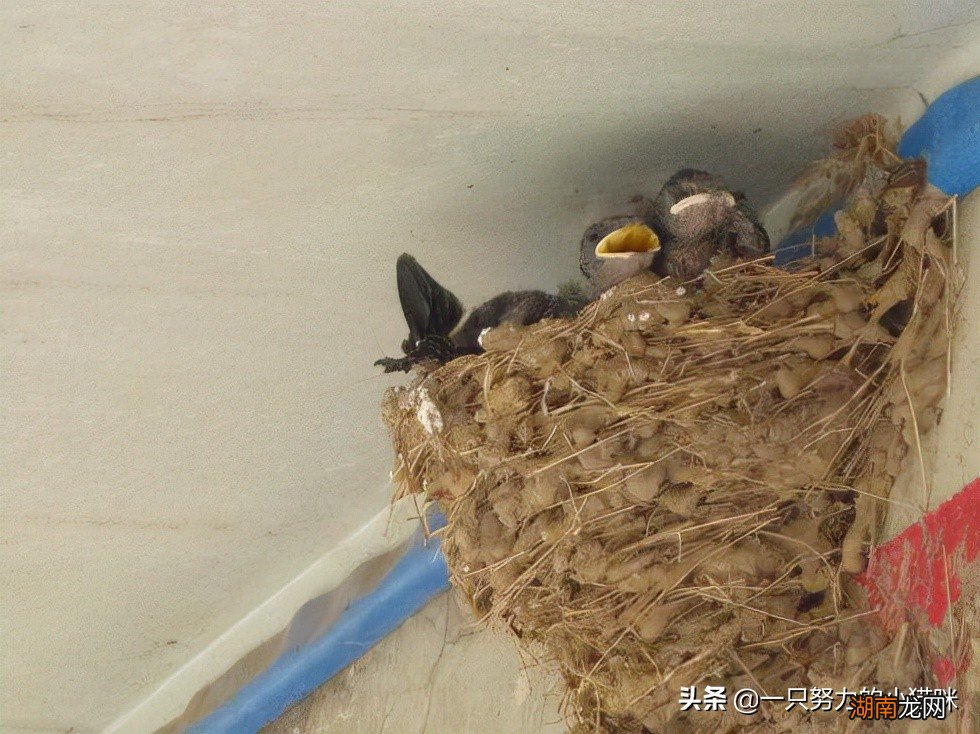 燕子会轻易放弃自己搭的窝吗 什么情况下燕子会弃窝
