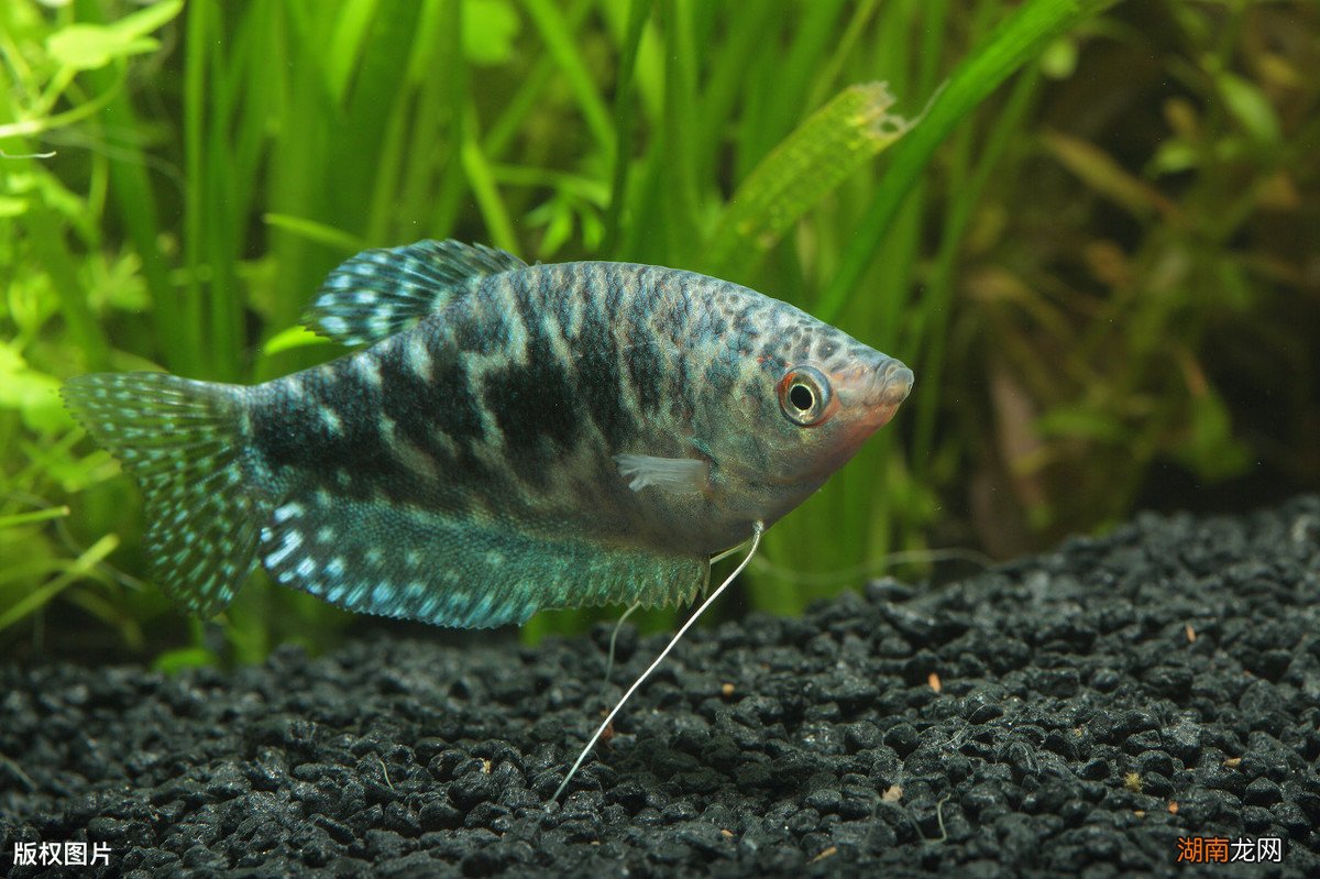 冷水鱼养殖什么品种是最漂亮的 冷水鱼有哪些品种