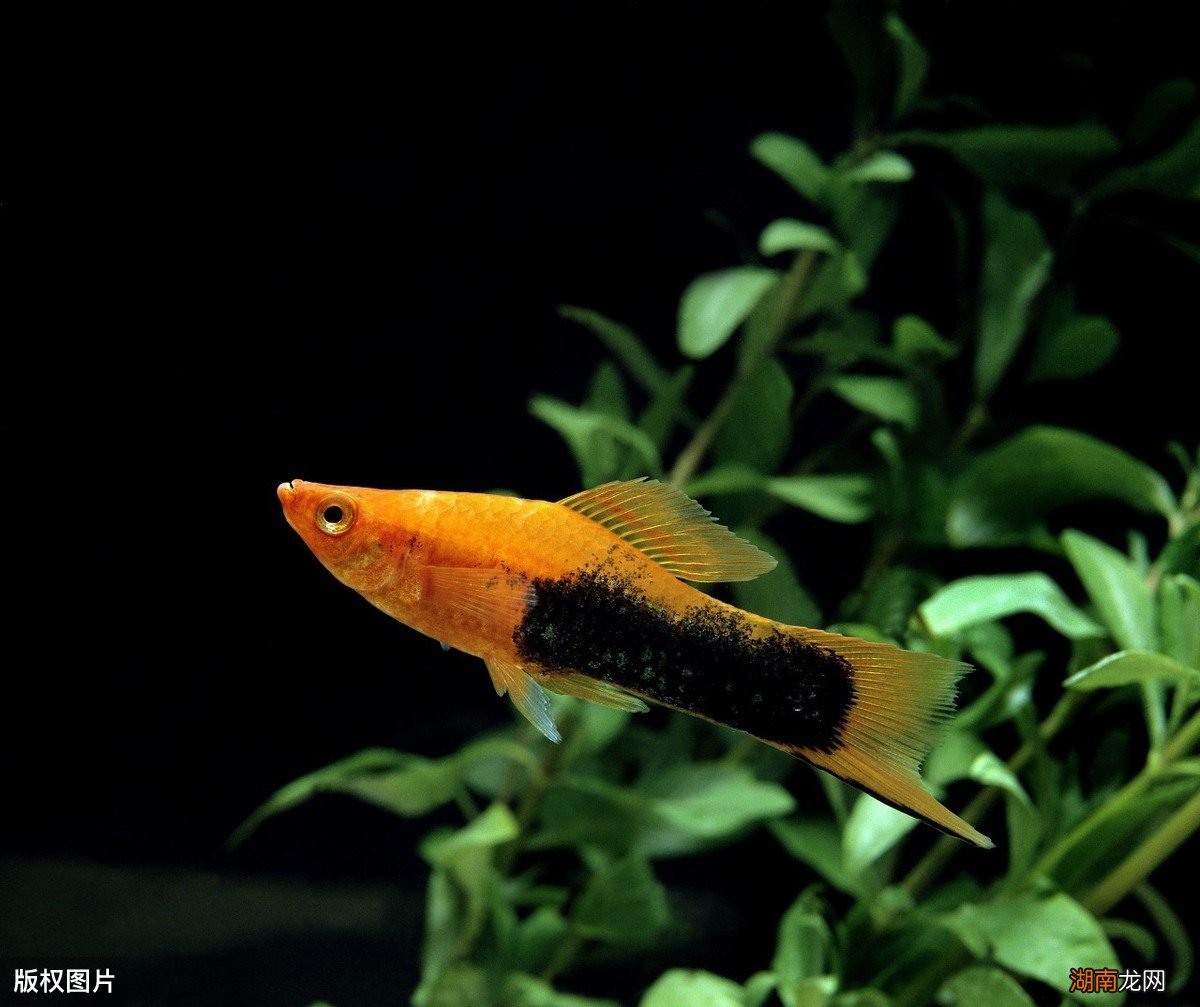 冷水鱼养殖什么品种是最漂亮的 冷水鱼有哪些品种