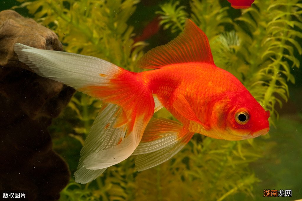 冷水鱼养殖什么品种是最漂亮的 冷水鱼有哪些品种