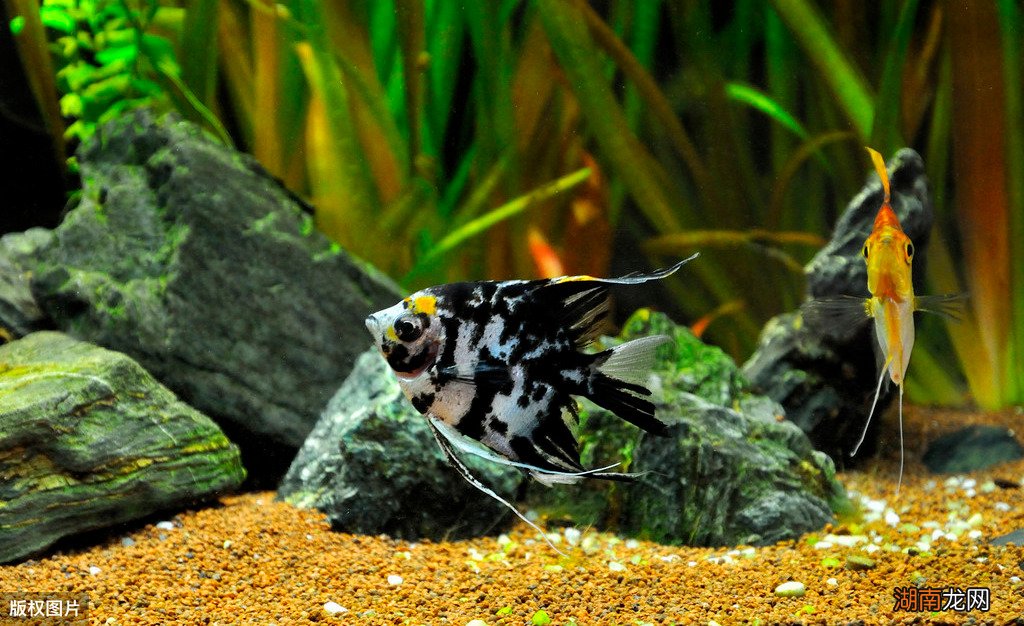 冷水鱼养殖什么品种是最漂亮的 冷水鱼有哪些品种