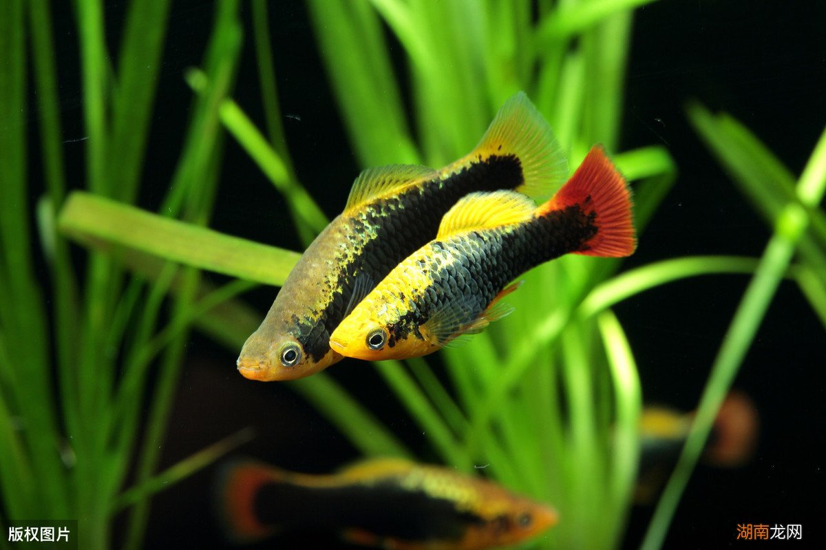 冷水鱼养殖什么品种是最漂亮的 冷水鱼有哪些品种