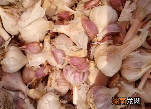 干大蒜如何长期保存方法 蒜怎么保存时间长不发芽