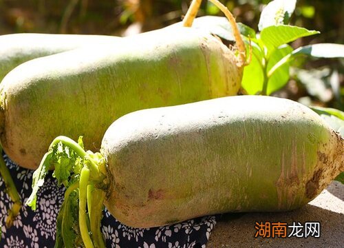 埋在土里埋多深 冬季萝卜土埋方法