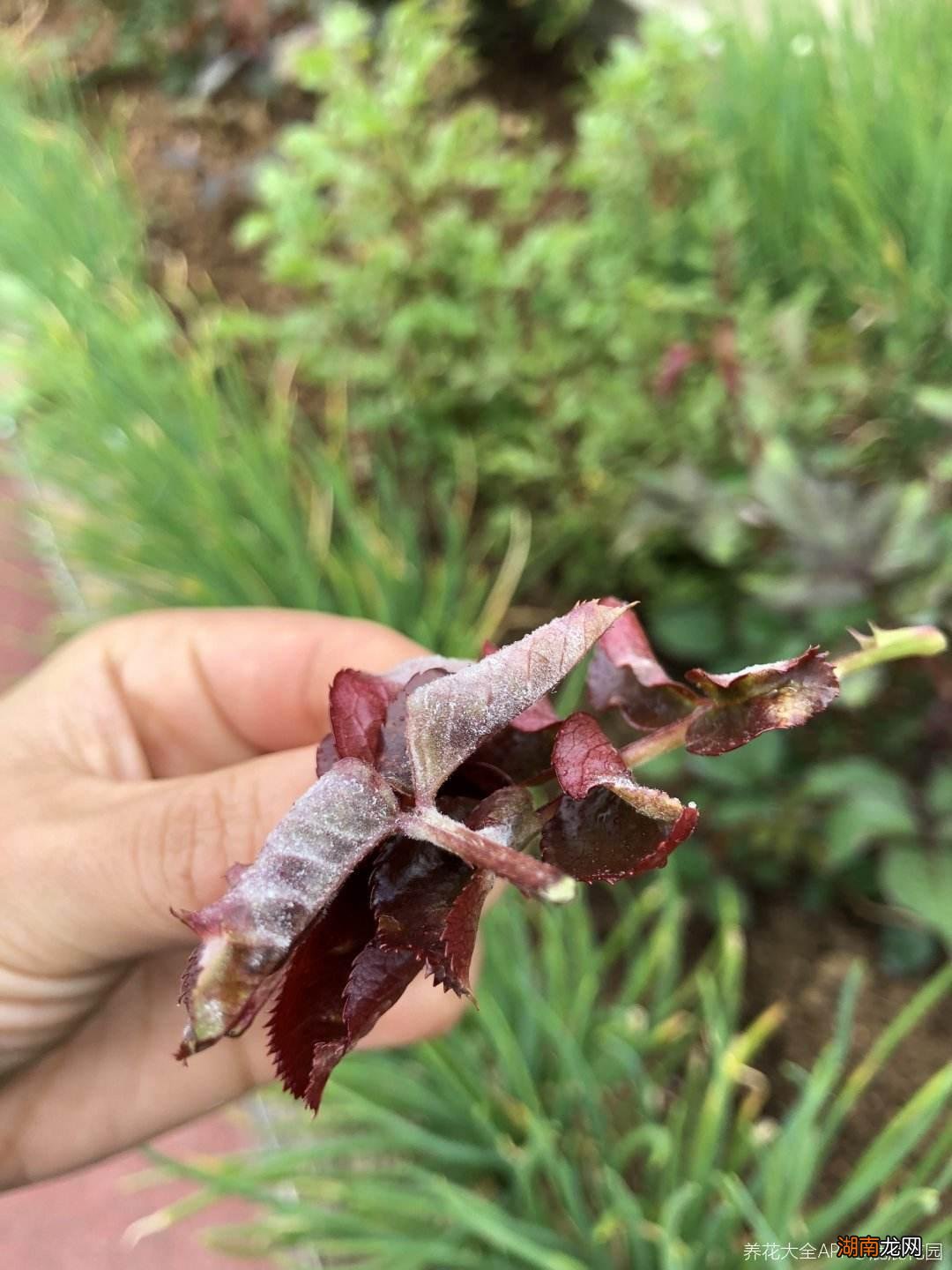 月季花得了白粉病怎么解决 月季花长白霜用什么药