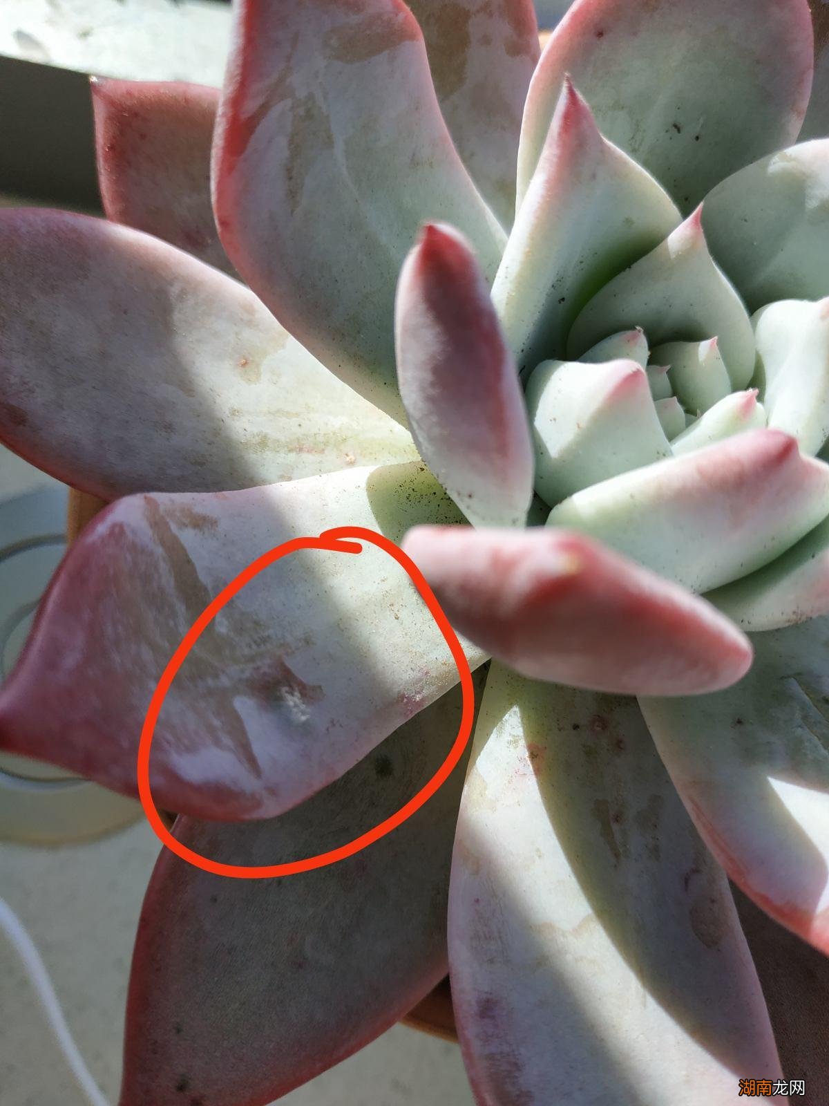 月季花得了白粉病怎么解决 月季花长白霜用什么药