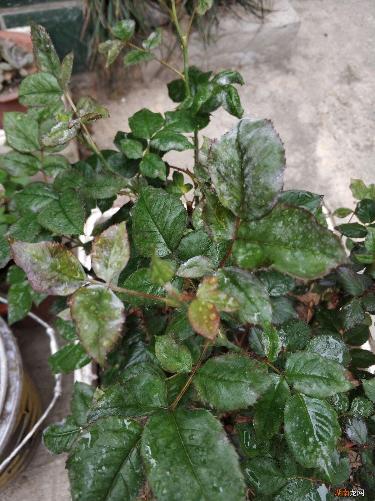 月季花得了白粉病怎么解决 月季花长白霜用什么药