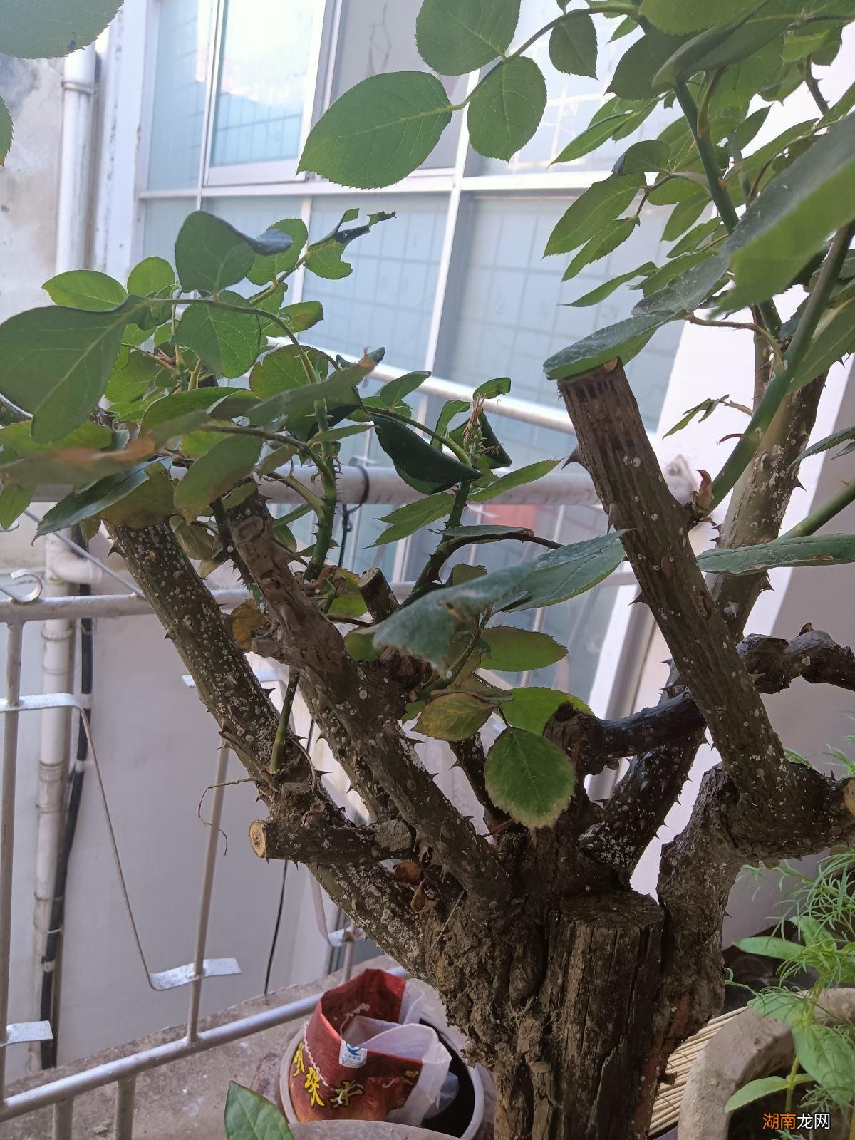 月季花得了白粉病怎么解决 月季花长白霜用什么药