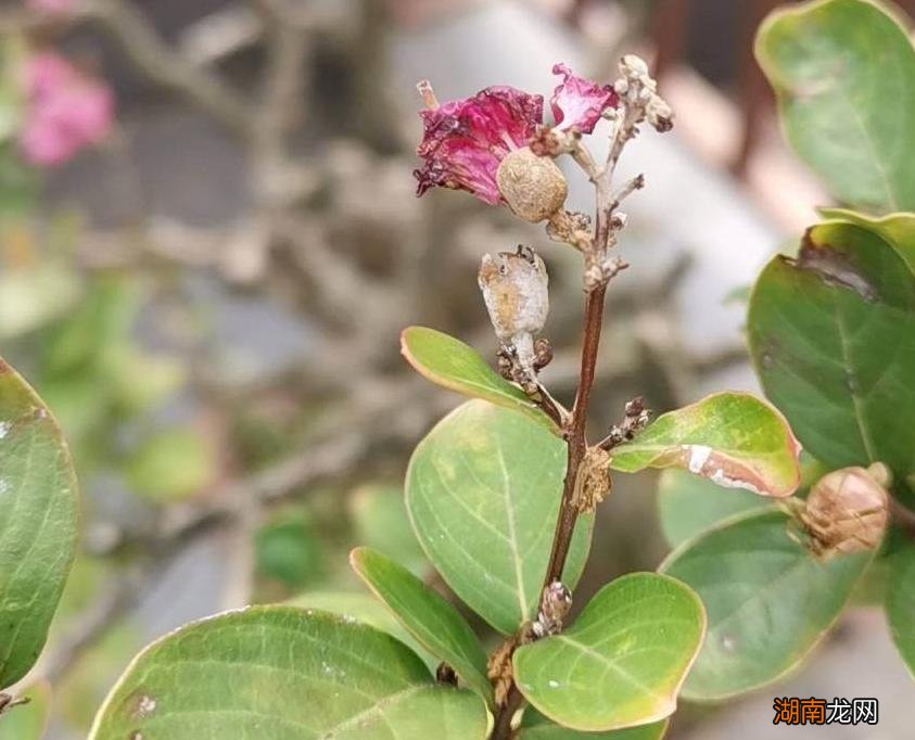 月季花得了白粉病怎么解决 月季花长白霜用什么药