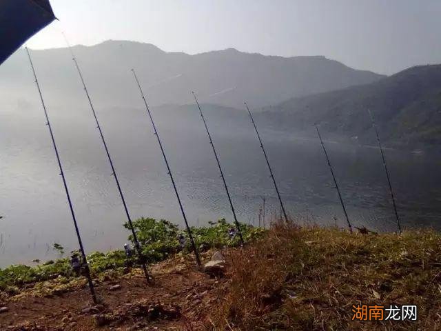 鲶鱼习性及垂钓技巧 如何钓大鲶鱼饵料技巧及钓法详解